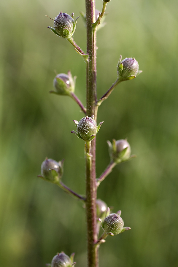 Image of Verbascum blattaria specimen.