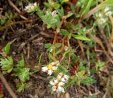 Смотреть изображение Paronychia argentea