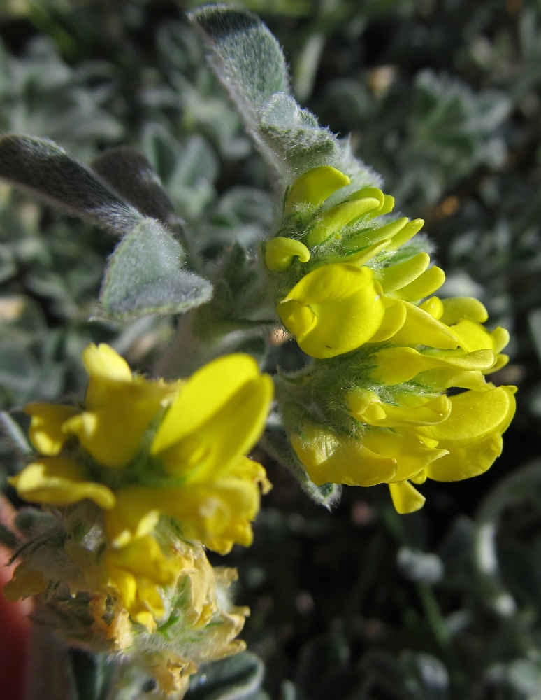 Image of Medicago marina specimen.