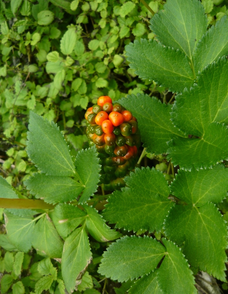 Image of Arisaema amurense specimen.