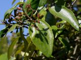 genus Viburnum. Верхушка побега с соплодием. Германия, г. Krefeld, ботанический сад. 16.09.2012.
