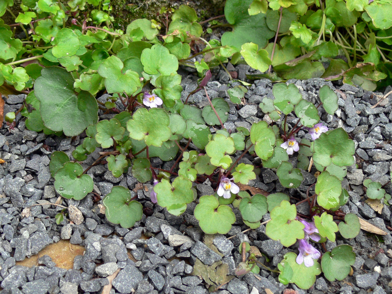 Image of Cymbalaria muralis specimen.