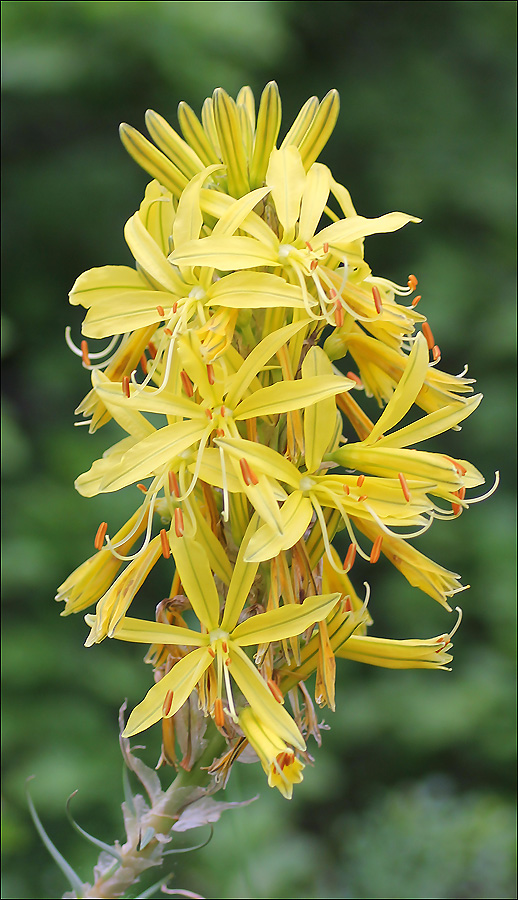 Image of Asphodeline lutea specimen.