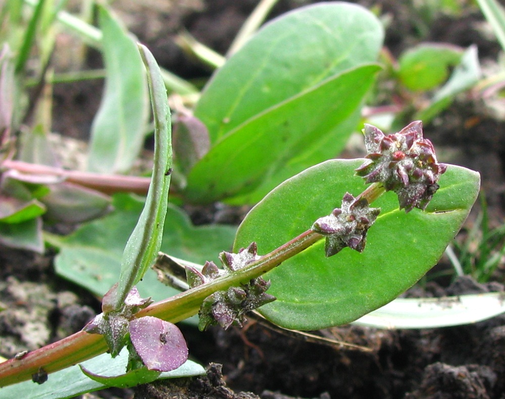 Image of Atriplex patens specimen.