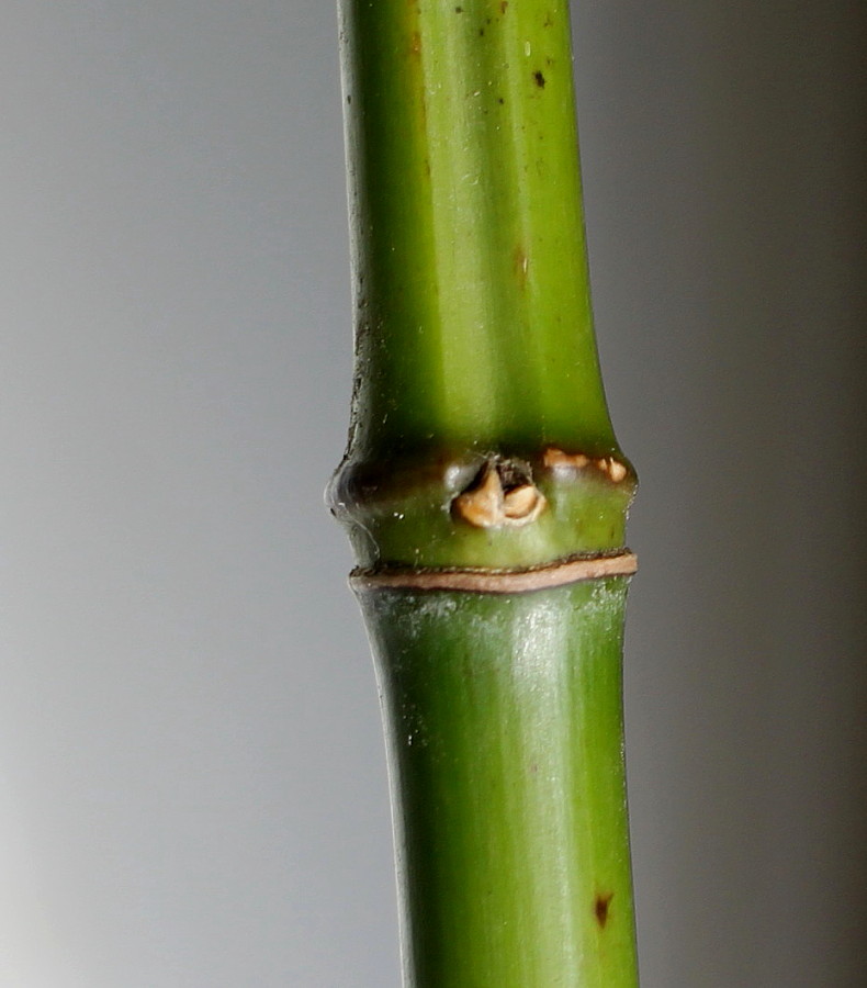 Image of genus Phyllostachys specimen.