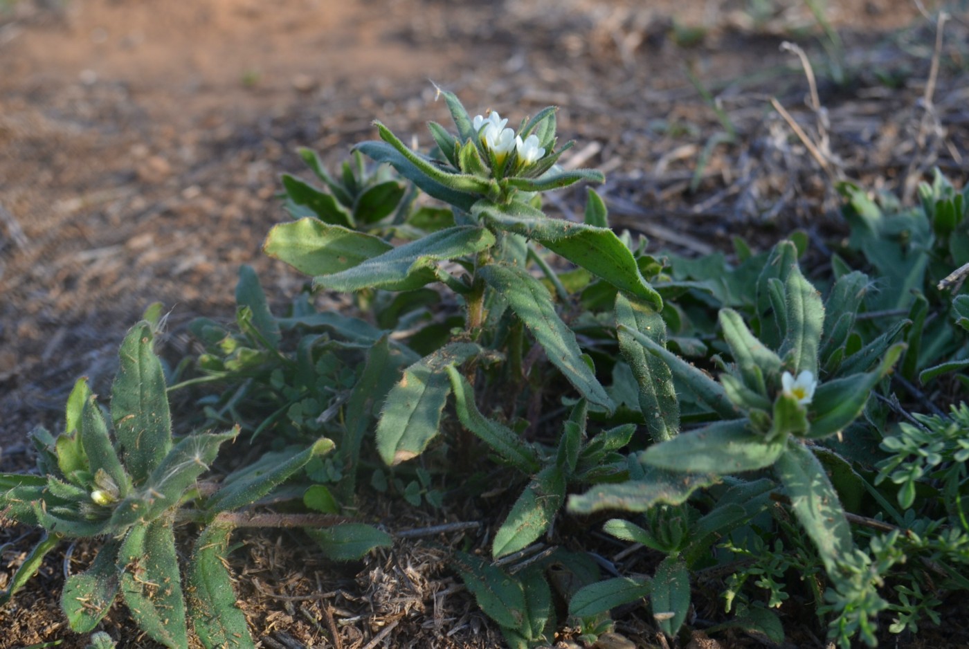 Image of Buglossoides rochelii specimen.