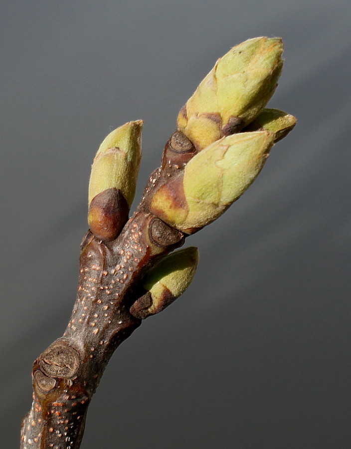 Image of Castanea sativa specimen.