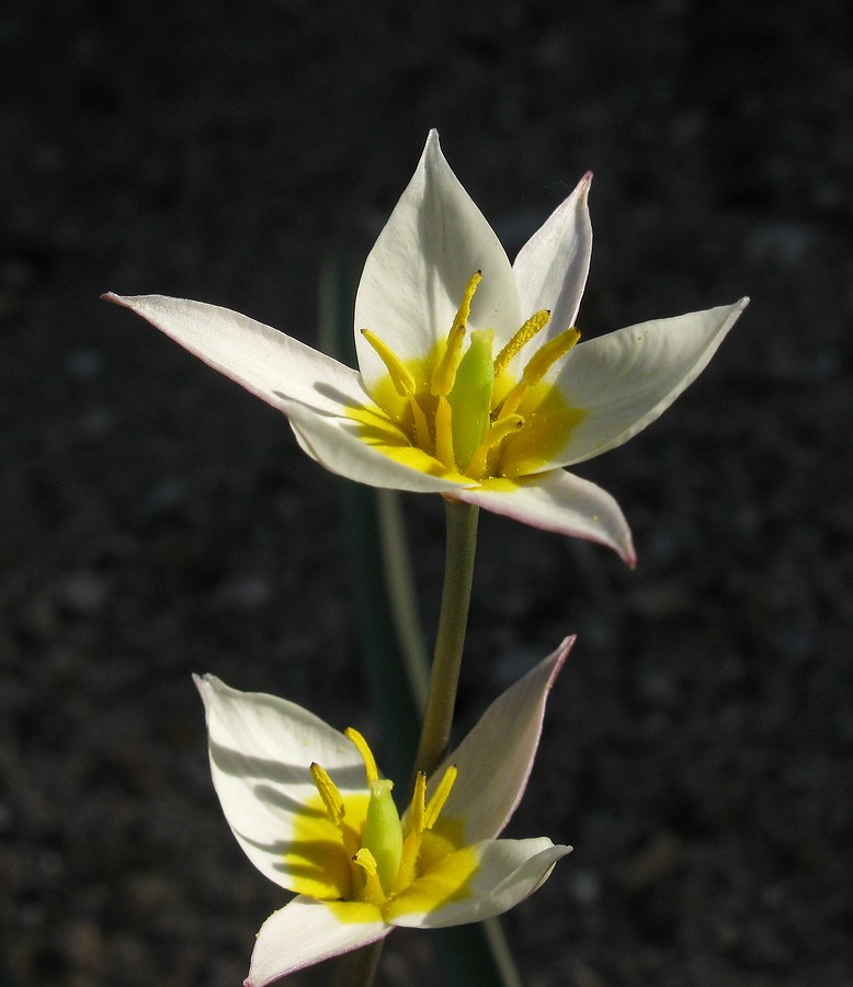 Image of Tulipa bifloriformis specimen.