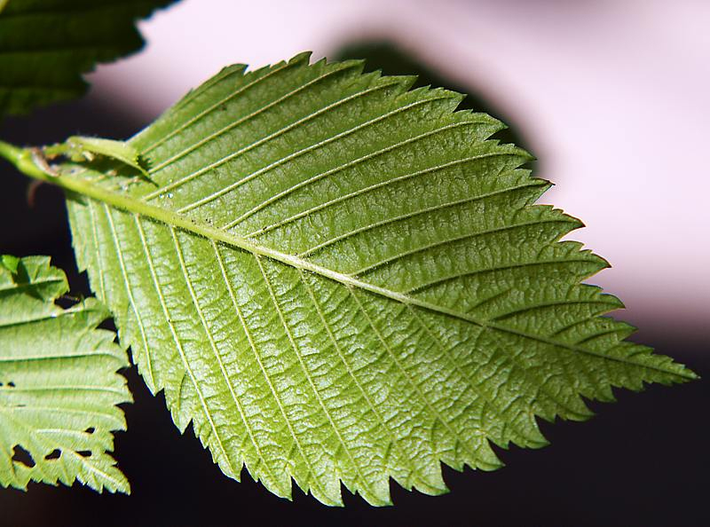 Изображение особи Ulmus laevis.