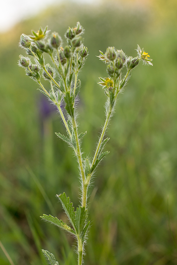 Image of genus Potentilla specimen.