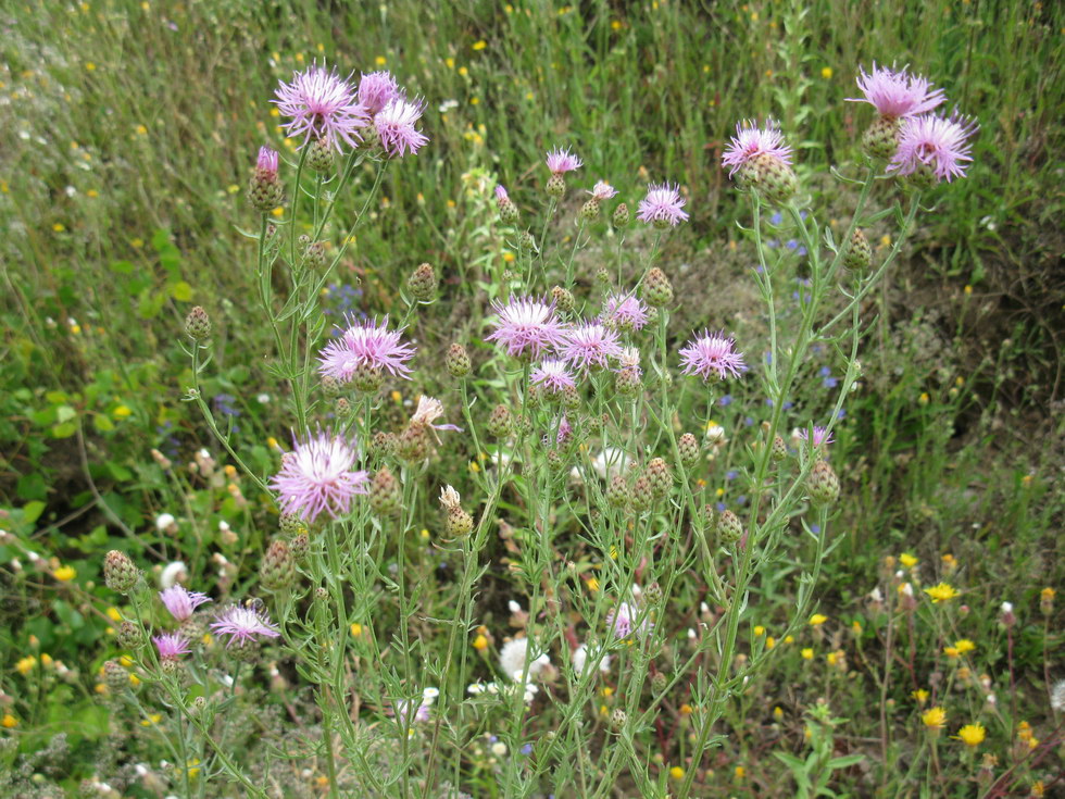 Изображение особи Centaurea stoebe.