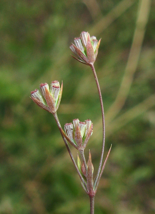 Image of Bupleurum brachiatum specimen.