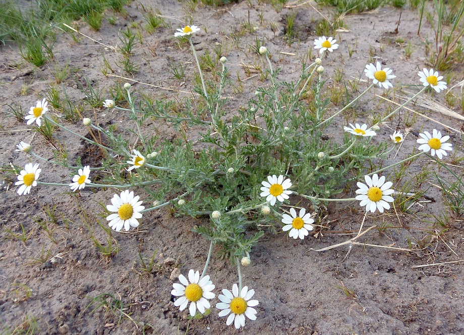 Image of Anthemis ruthenica specimen.