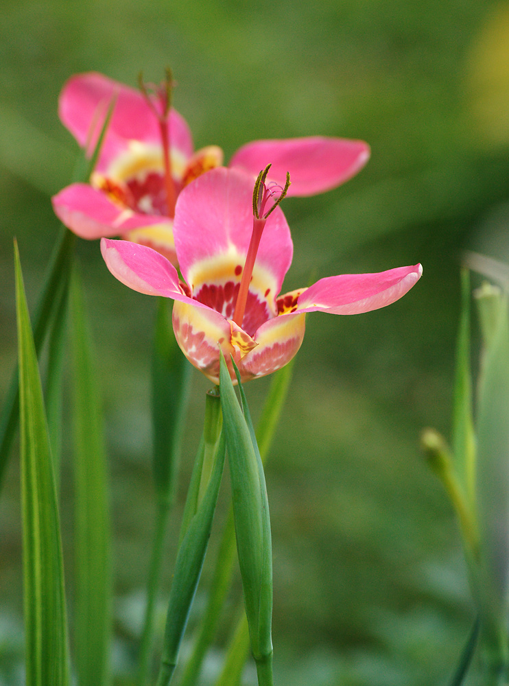 Image of Tigridia pavonia specimen.