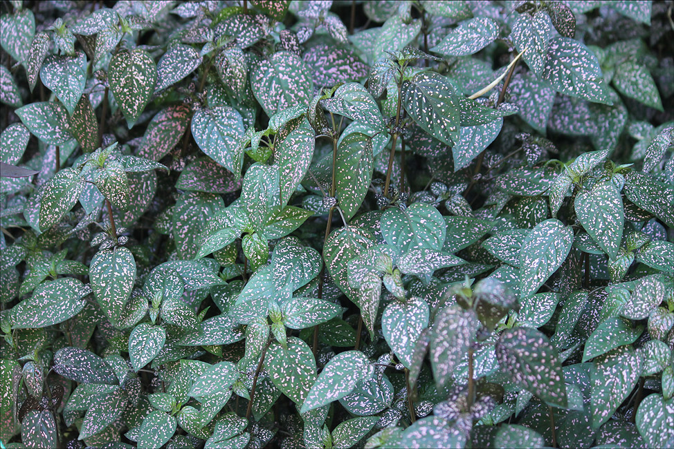 Image of Hypoestes phyllostachya specimen.