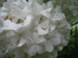 Viburnum форма roseum