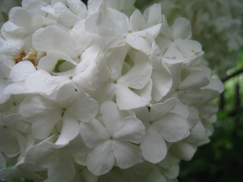 Image of Viburnum opulus f. roseum specimen.