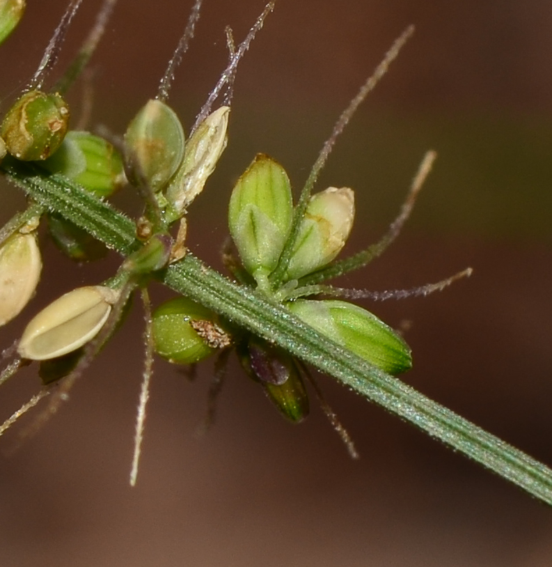 Image of Setaria adhaerens specimen.