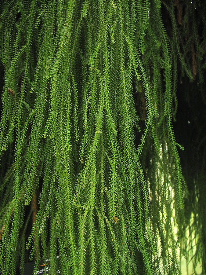 Image of Dacrydium cupressinum specimen.