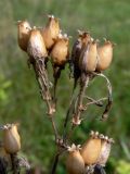 Silene nutans