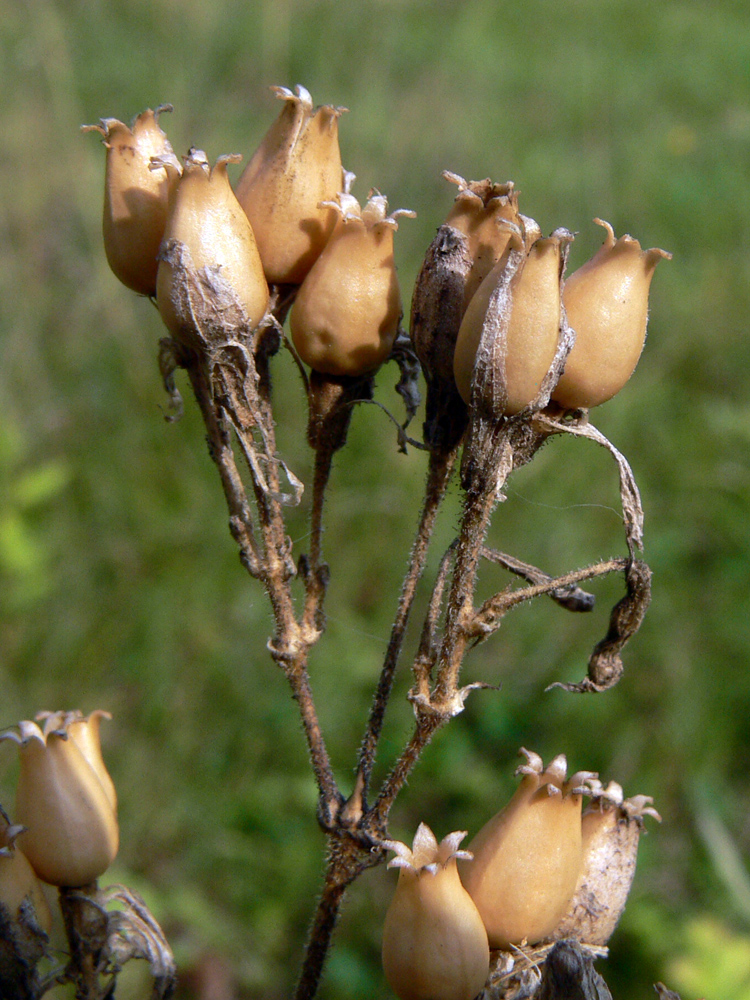 Image of Silene nutans specimen.