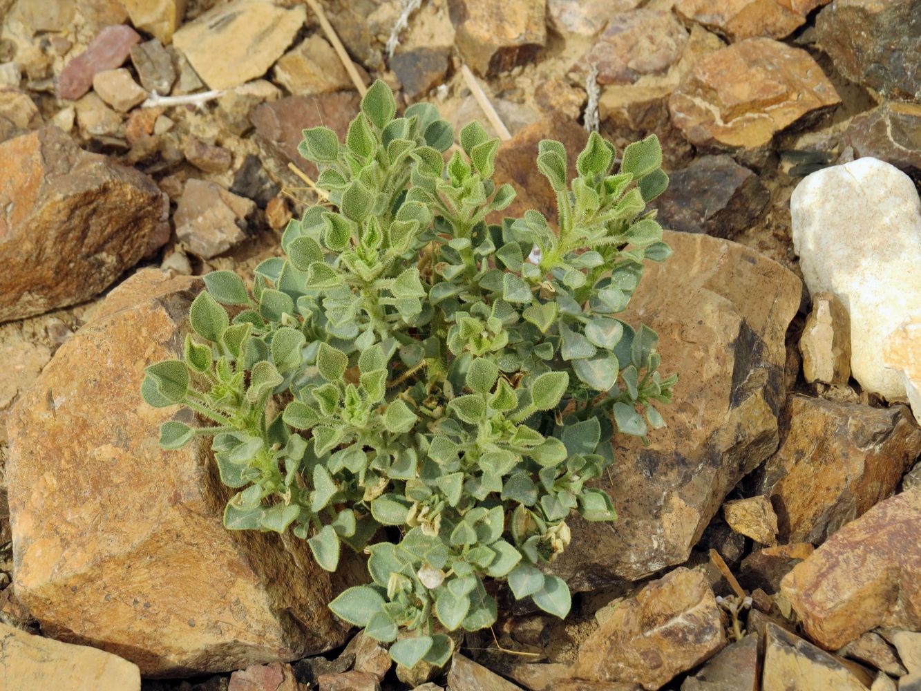 Image of Cleome arabica specimen.