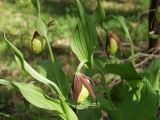 Cypripedium calceolus