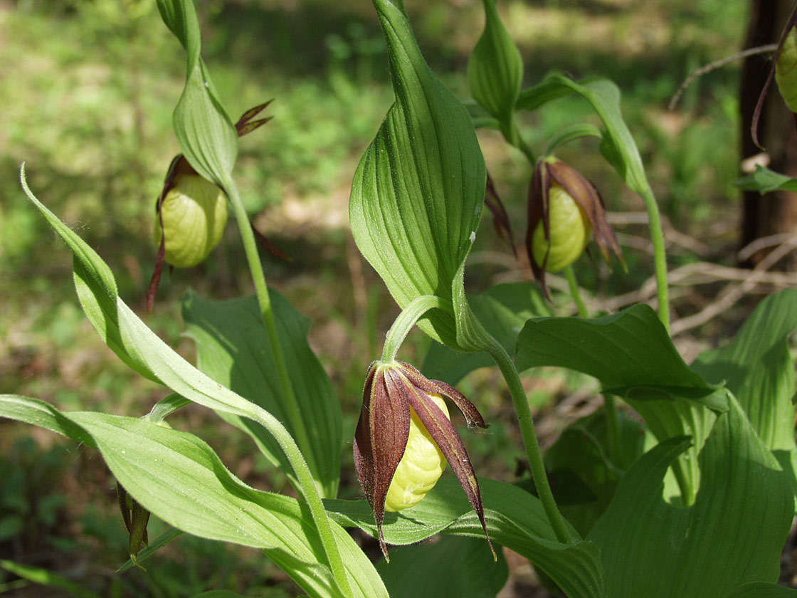 Image of Cypripedium calceolus specimen.