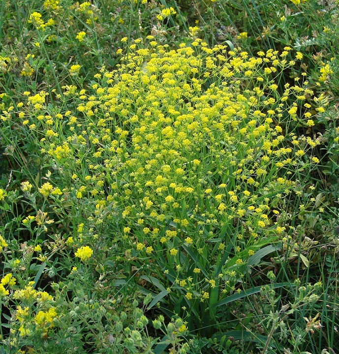 Изображение особи Bupleurum scorzonerifolium.