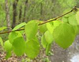 Populus tremula. Побег. Владивосток, Ботанический сад-институт ДВО РАН. 9 мая 2013 г.