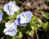 Veronica filiformis. Цветки. Краснодарский край, по дороге на плато Лагонаки. 28.04.2013.