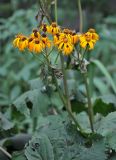 Ligularia dentata. Верхушка побега с соцветиями. Московская обл., г. Железнодорожный, в культуре. 17.08.2013.