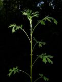 Artemisia vulgaris