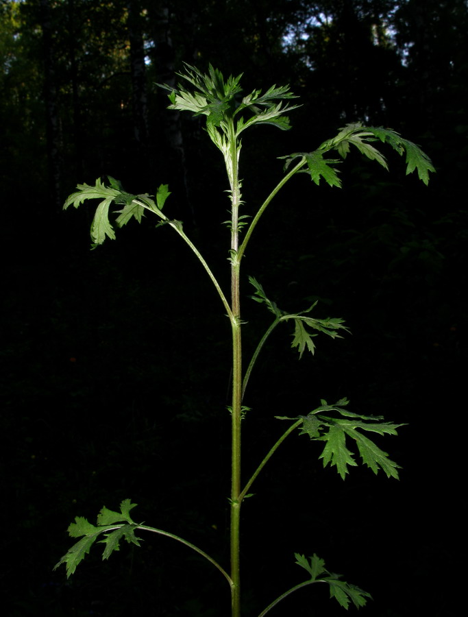 Изображение особи Artemisia vulgaris.