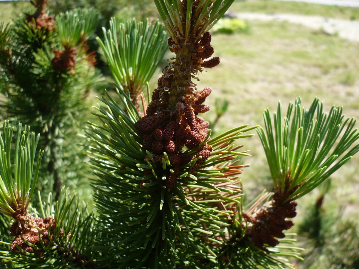 Image of Pinus mugo specimen.