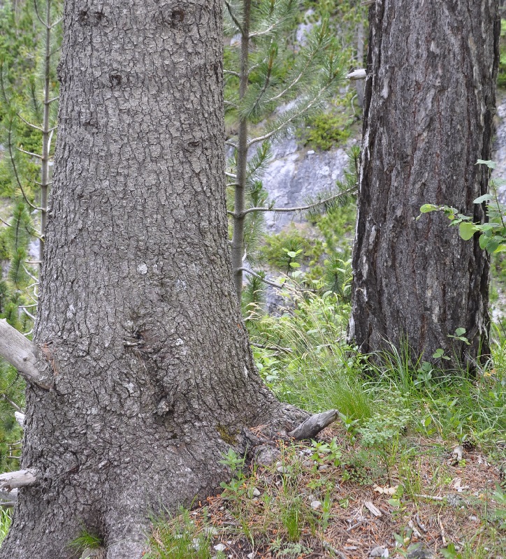 Image of Pinus heldreichii specimen.