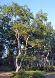 Betula subarctica. Взрослое дерево на морском побережье. Соловецкие острова, остров Большой Соловецкий. 06.07.2014.