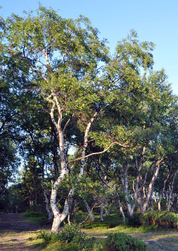 Изображение особи Betula subarctica.