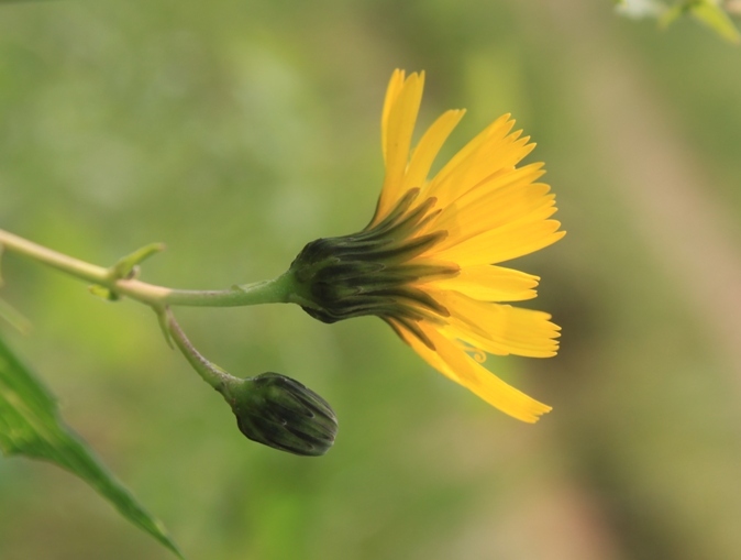 Image of genus Hieracium specimen.