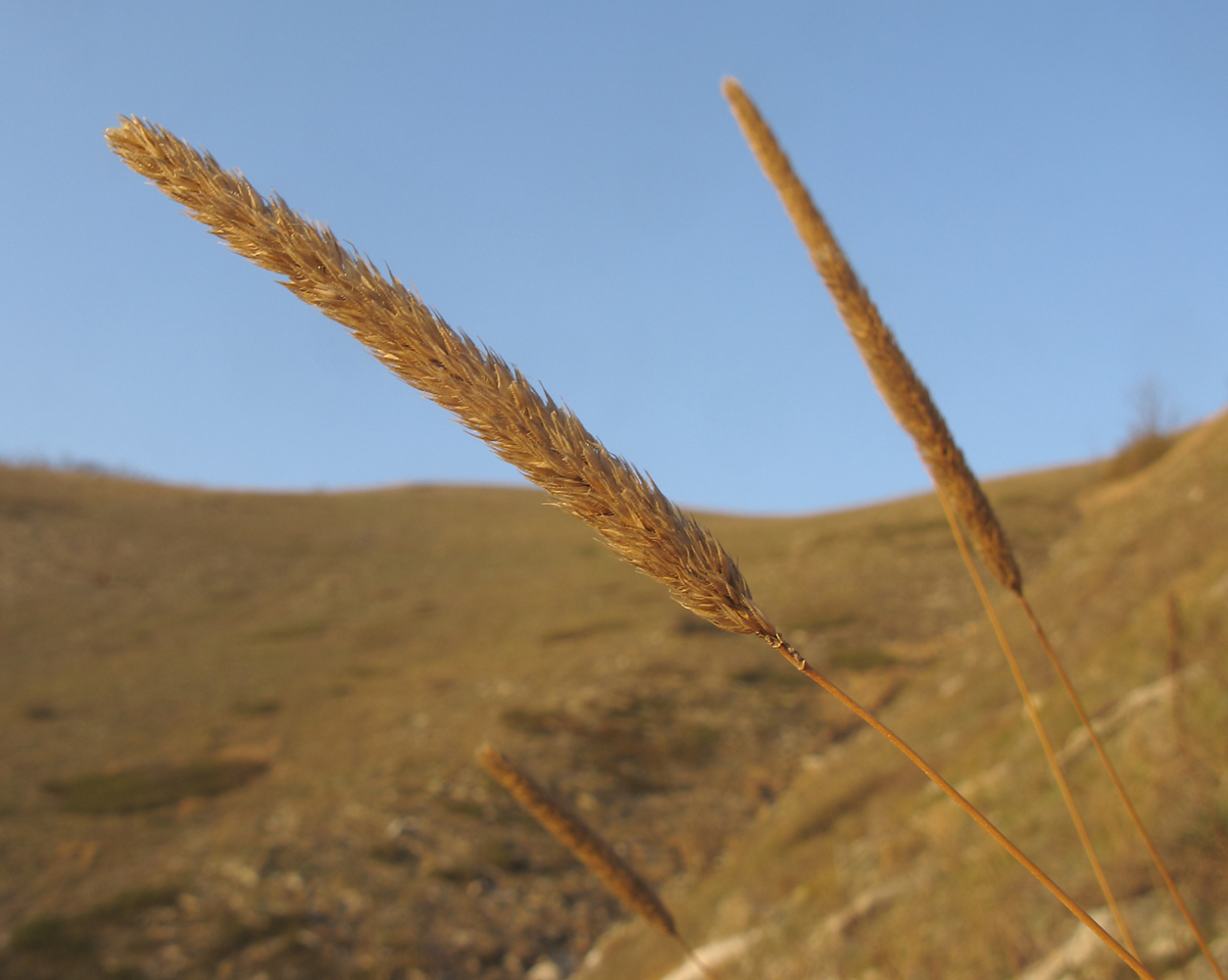 Изображение особи Phleum montanum.