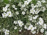 genus Cerastium