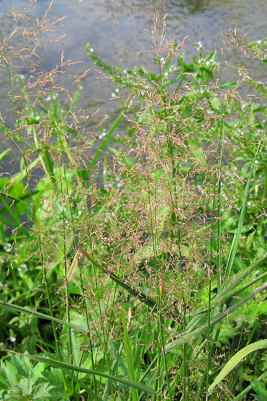 Изображение особи Agrostis gigantea.