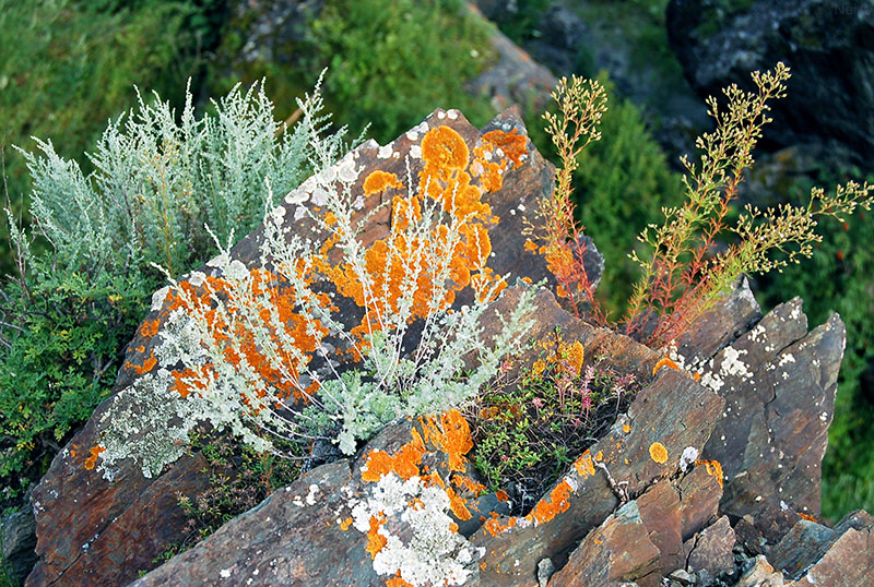 Изображение особи Artemisia frigida.