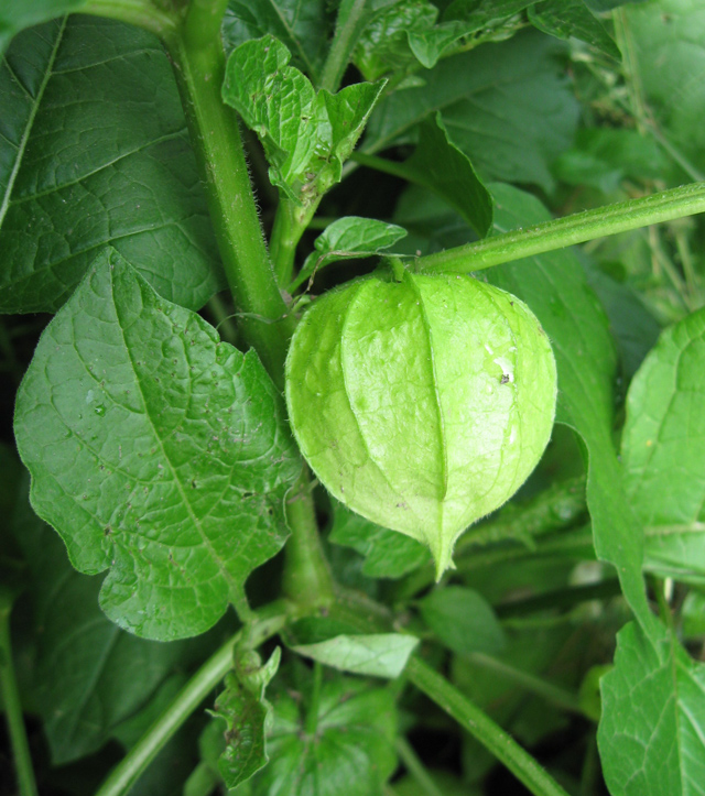 Изображение особи Alkekengi officinarum.