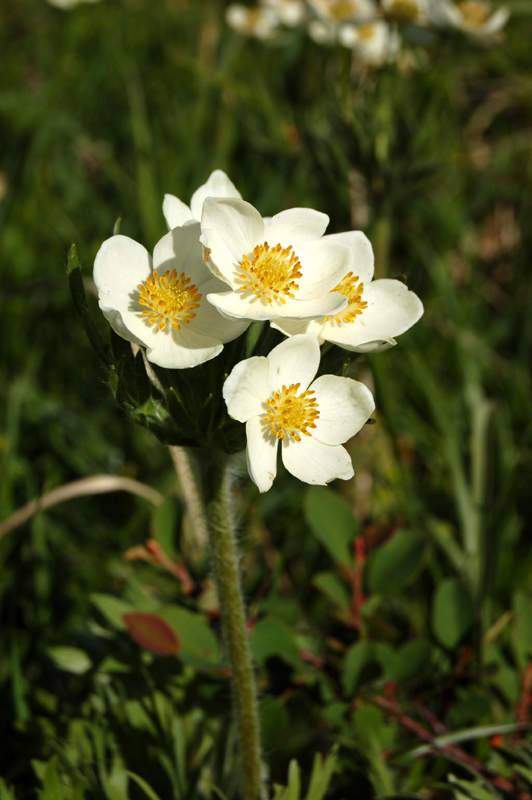 Image of Anemonastrum crinitum specimen.