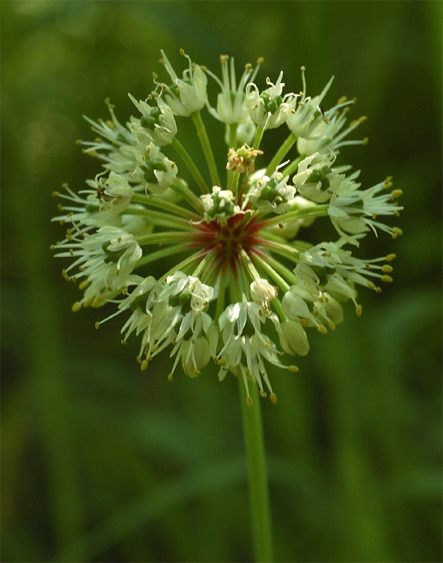 Изображение особи Allium microdictyon.