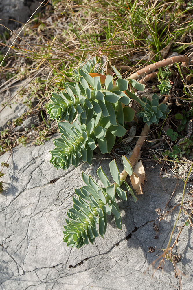 Image of Euphorbia myrsinites specimen.