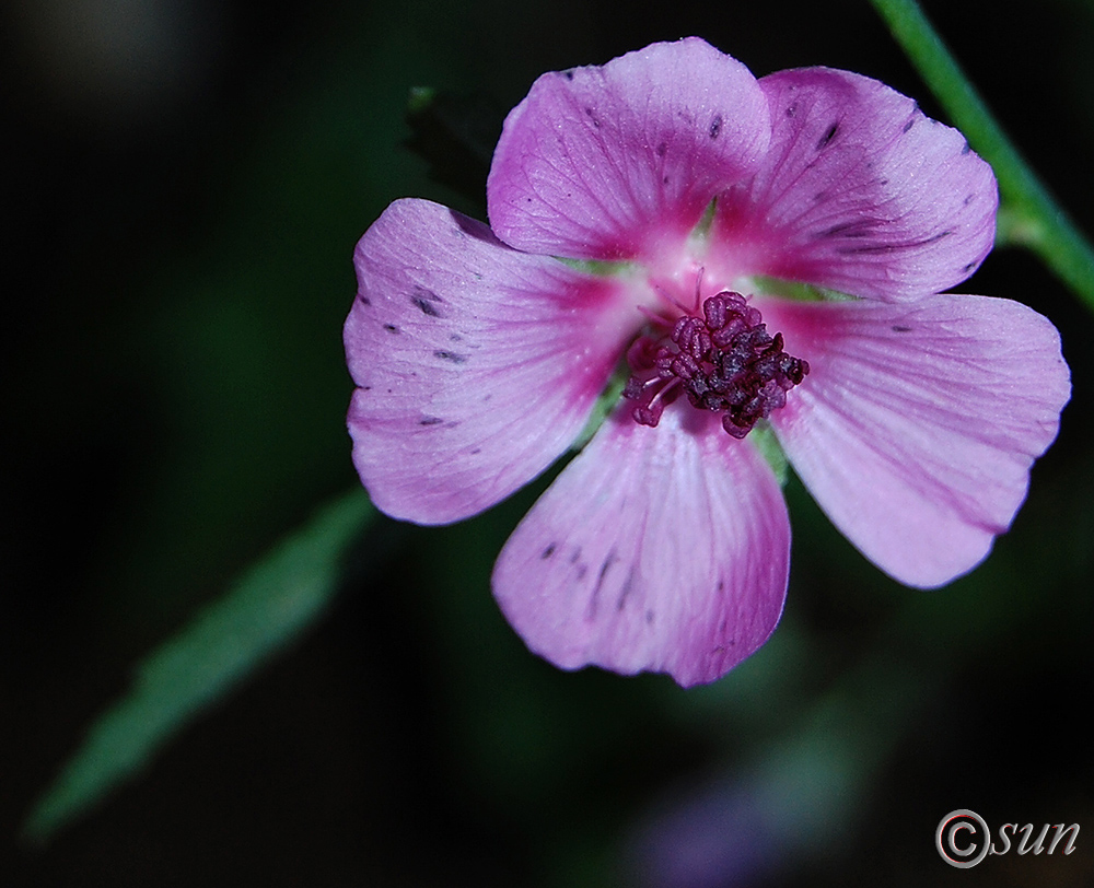 Image of Althaea narbonensis specimen.