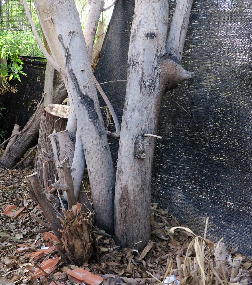 Image of Cordia sinensis specimen.