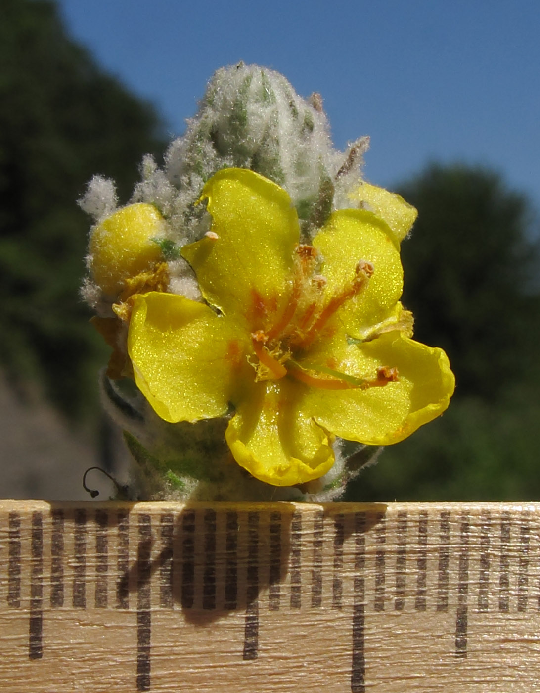 Image of Verbascum gnaphalodes specimen.